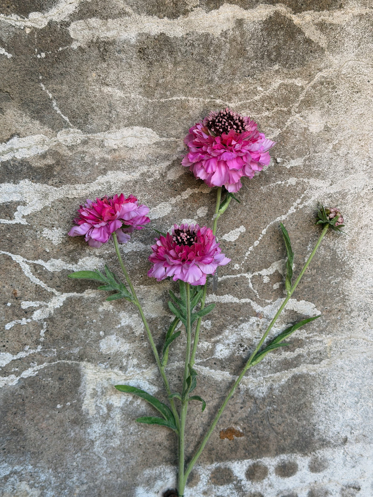 Zijden scabiosatak plat op steen met drie roze bloemen, losse knop en gelobde bladeren