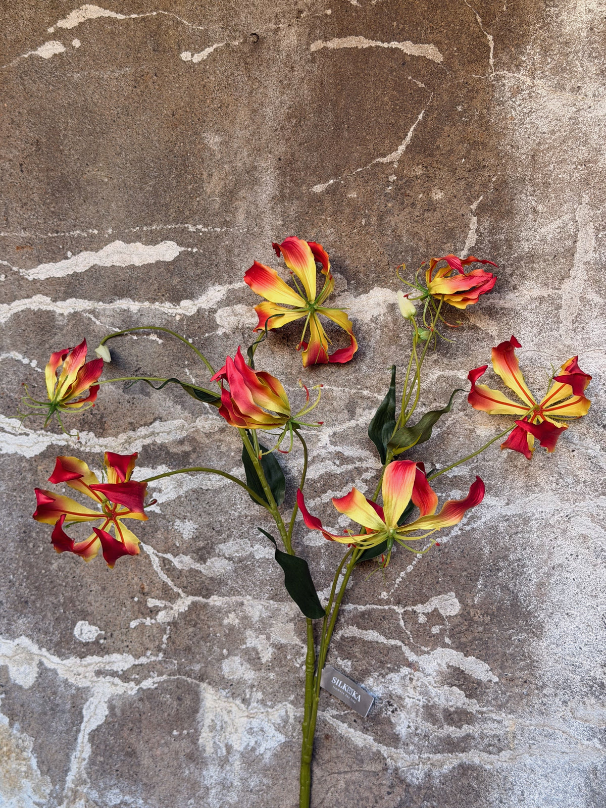 Vertakte klimlelie met rood-gele bloemen in verschillende stadia van openen, van bovenaf