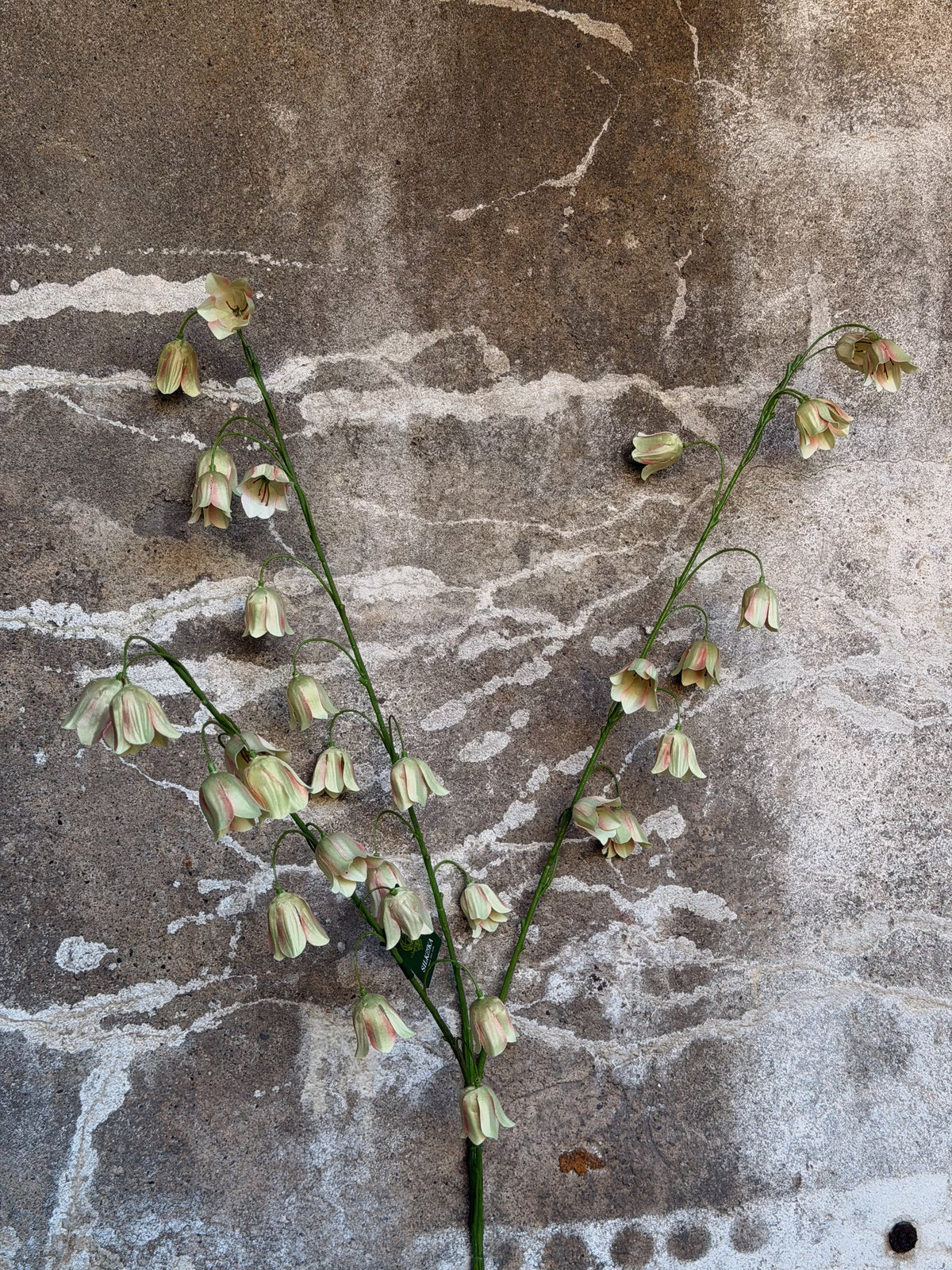 Twee takken zijden fritillaria met crèmegroene hangende klokjes tegen een verweerde betonmuur