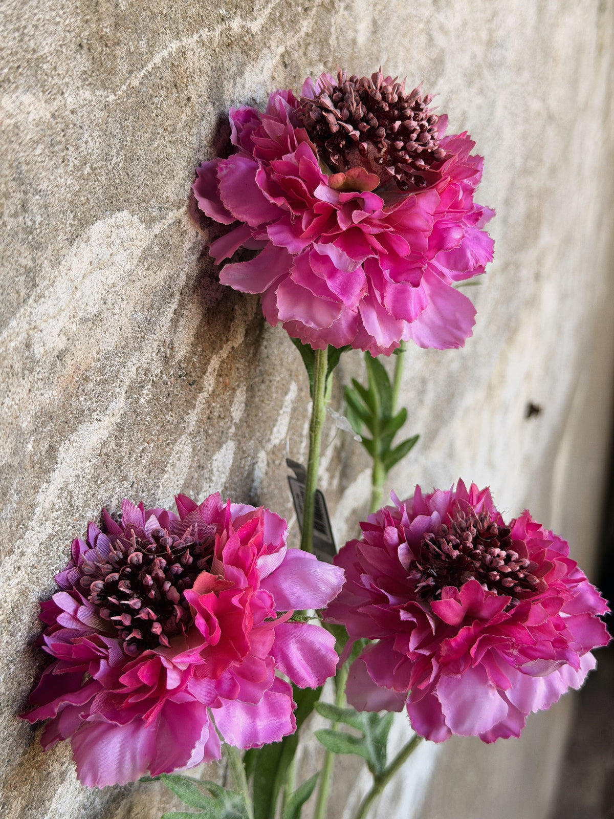 Drie fuchsiaroze scabiosa's met donkerpaarse knopharten tegen een lichte stenen muur