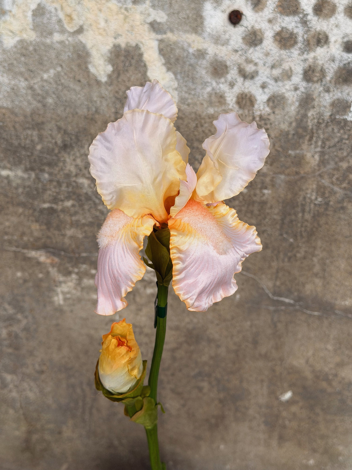 Close-up van de irisbloem: crème-roze gegolfde blaadjes met perzikkleurige baard