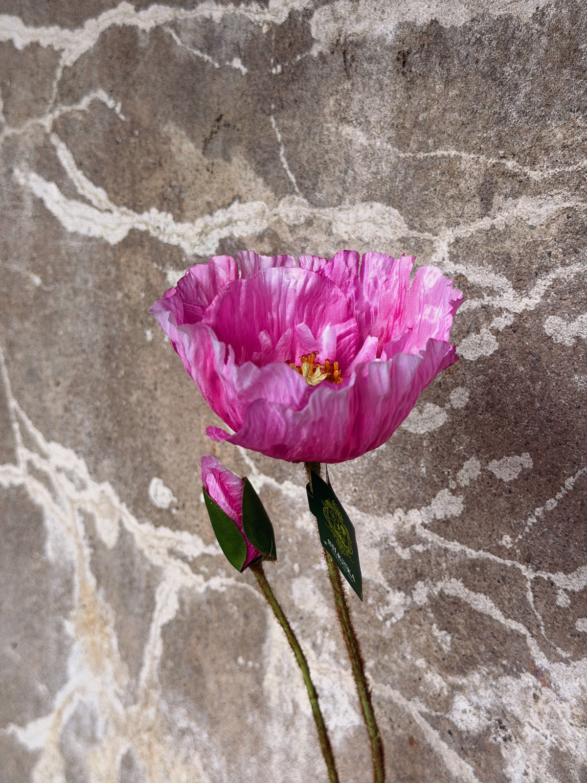 Zijaanzicht van de roze klaproos met kleinere knop en groen blad aan behaarde stelen