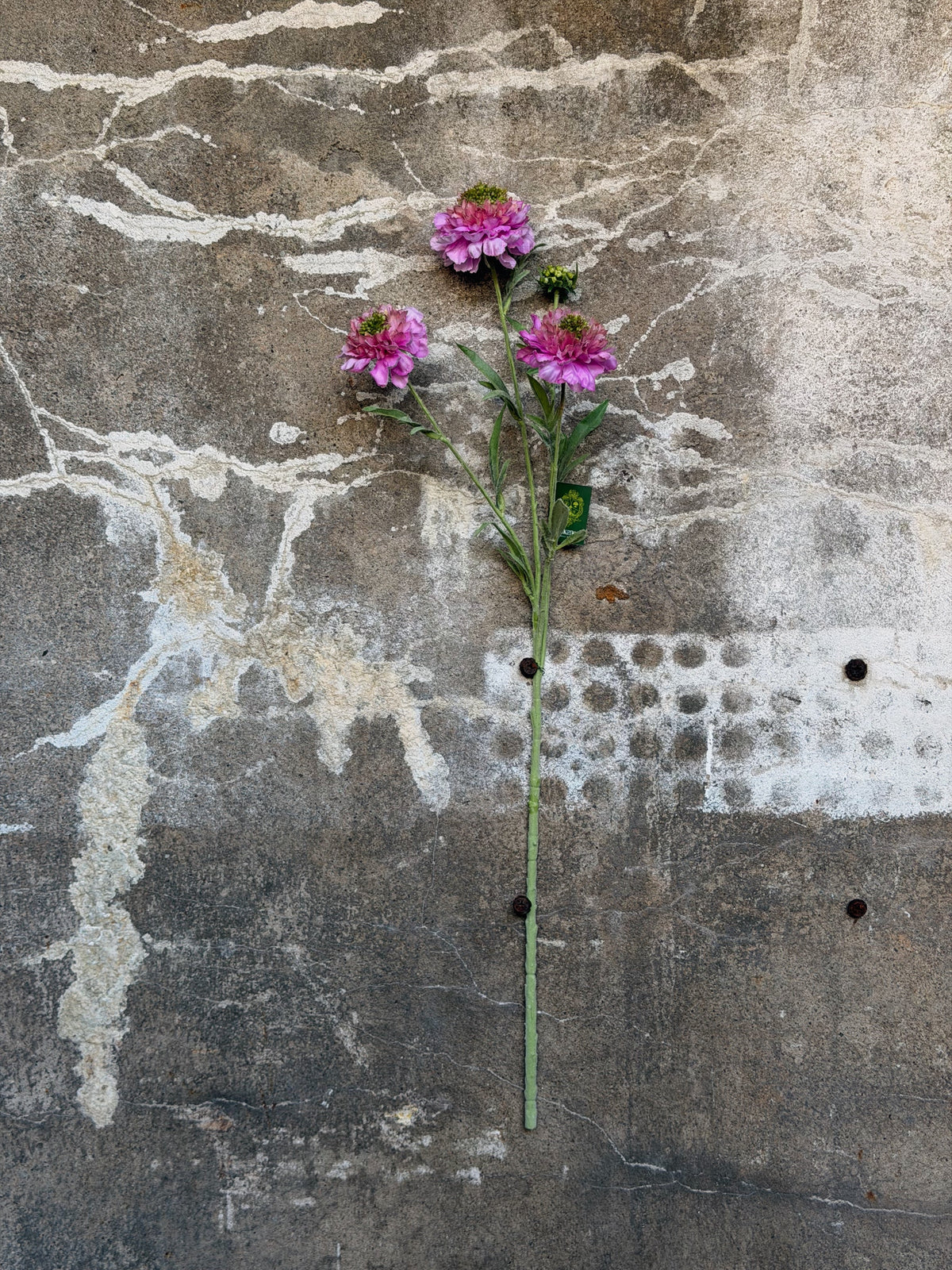 Volledige tak met lange groene steel, drie roze bloemen en een knop, plat tegen beton