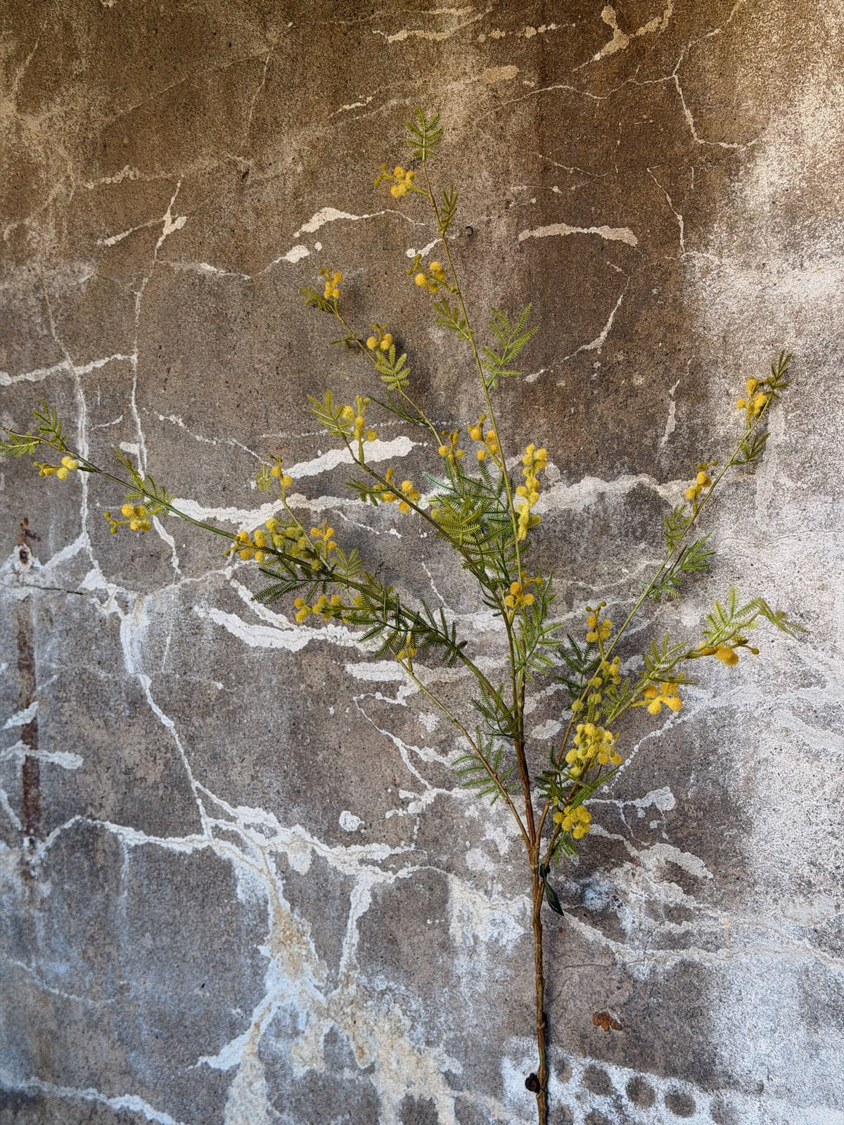 Hele mimosatak rechtop tegen een grijze betonmuur, gele bolletjes tussen varenachtig blad