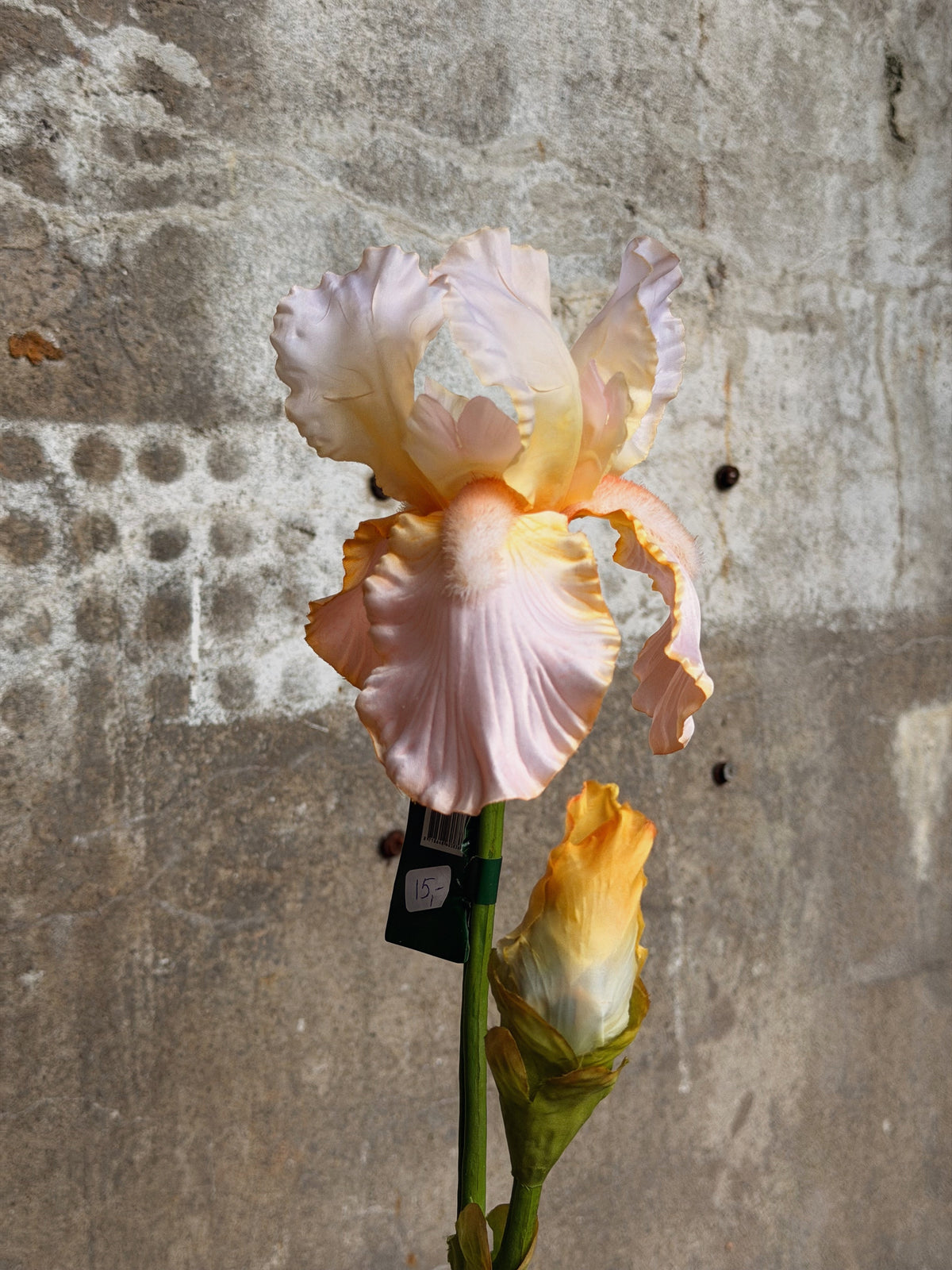 Iris in zonlicht met prijskaartje aan de steel en een geeloranje knop ernaast