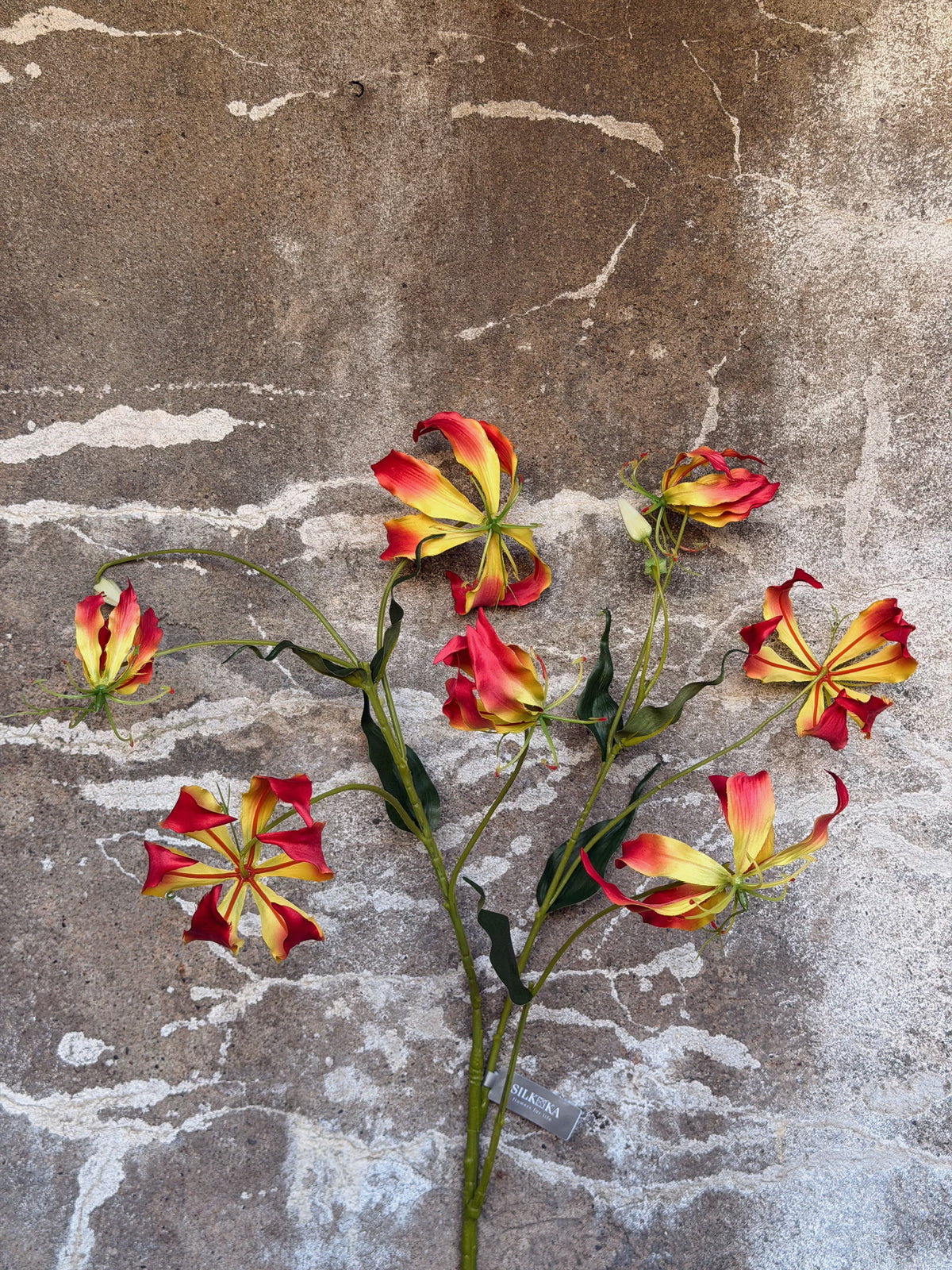 Gloriosatak met zeven rood-gele bloemen en donkergroene bladeren, plat tegen een betonmuur