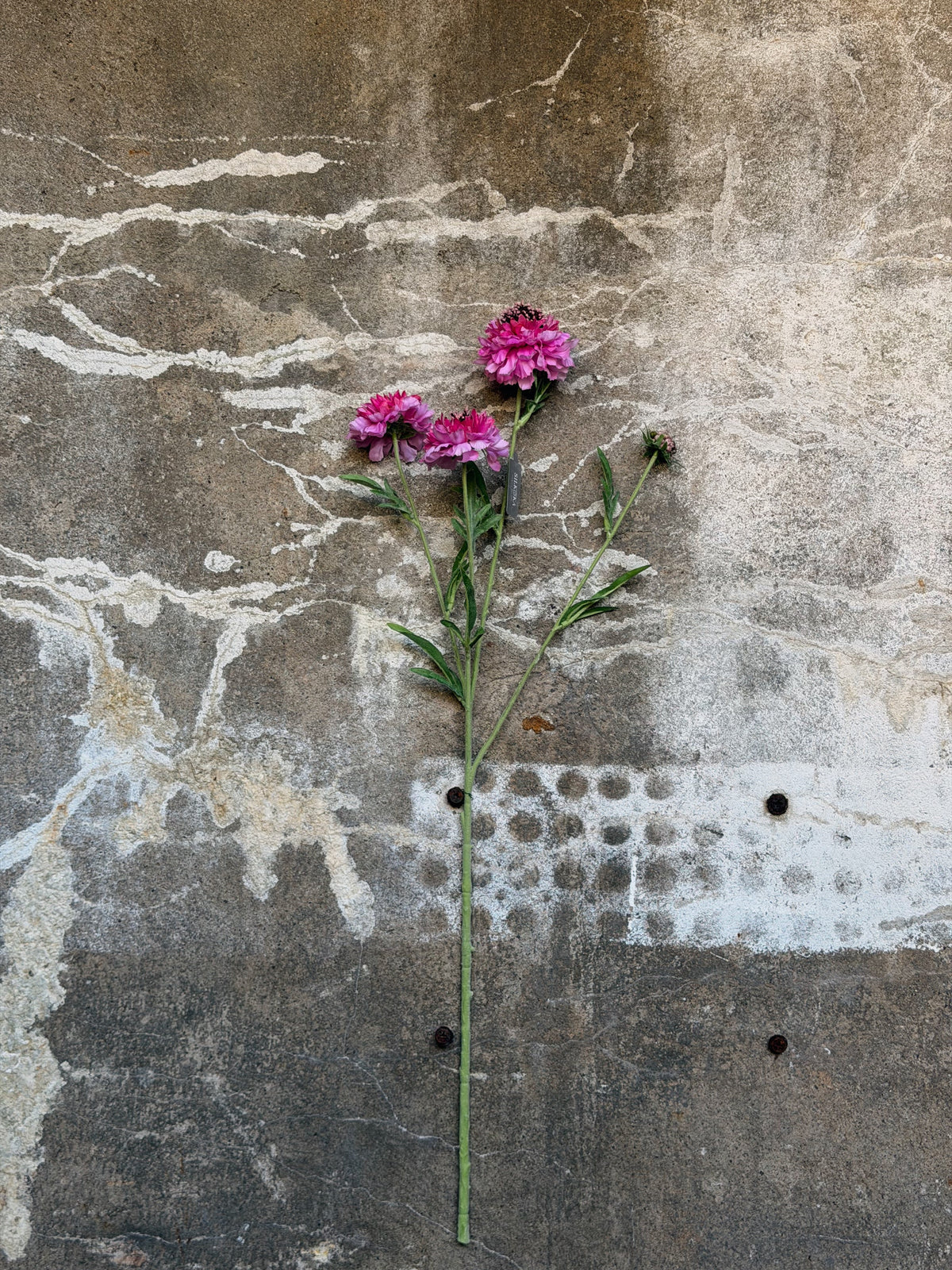 Hele tak rechtop tegen betonnen muur: lange steel, drie roze bloemen en een losse knop