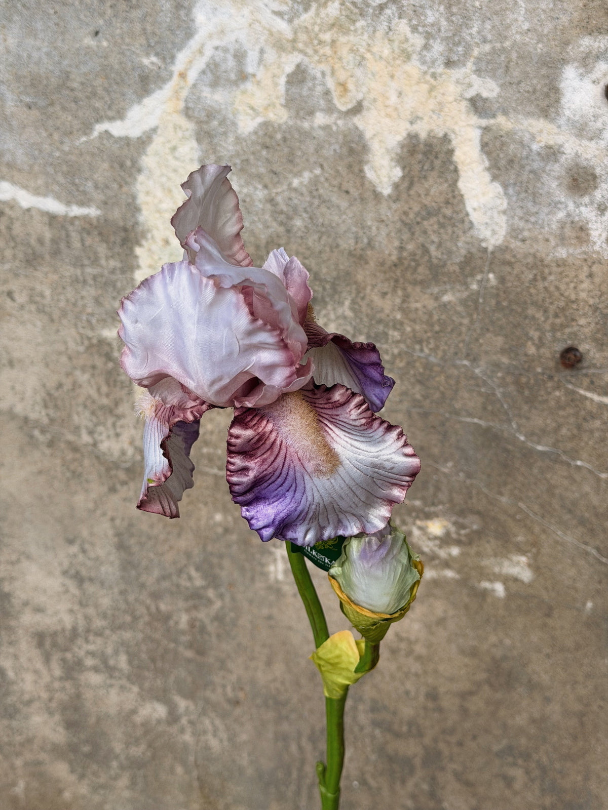 Close-up van de geaderde paars-roze irisbloem en groene knop, schuin van boven gezien