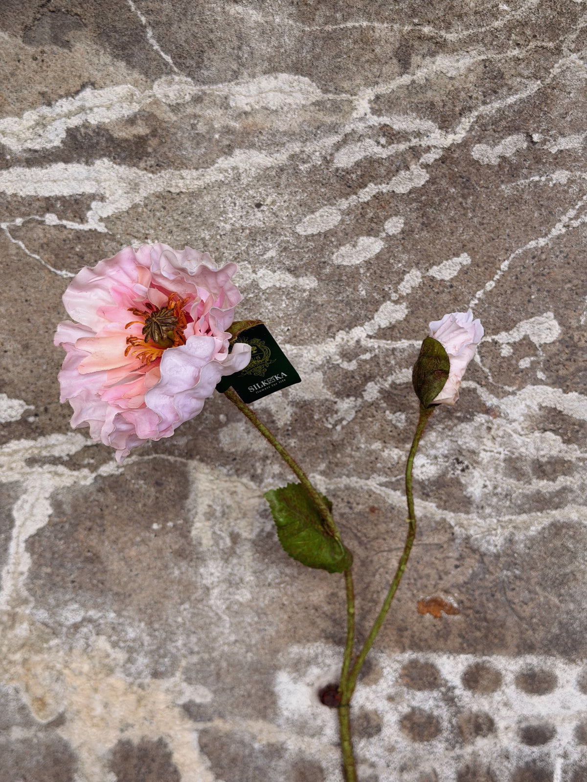 Lichtroze klaproos met knop en groen blad op verweerd beton, hanglabel aan de steel