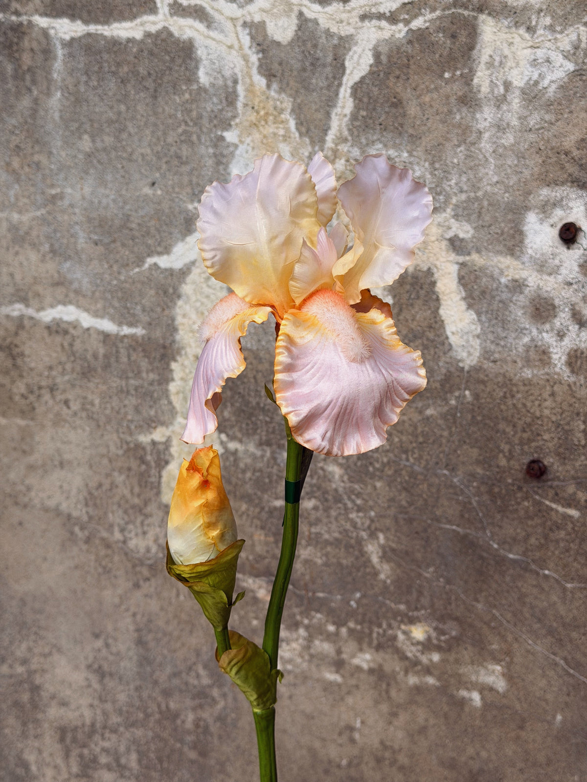 Zalmroze iris met gegolfde blaadjes en oranje baard, daaronder een geeloranje knop
