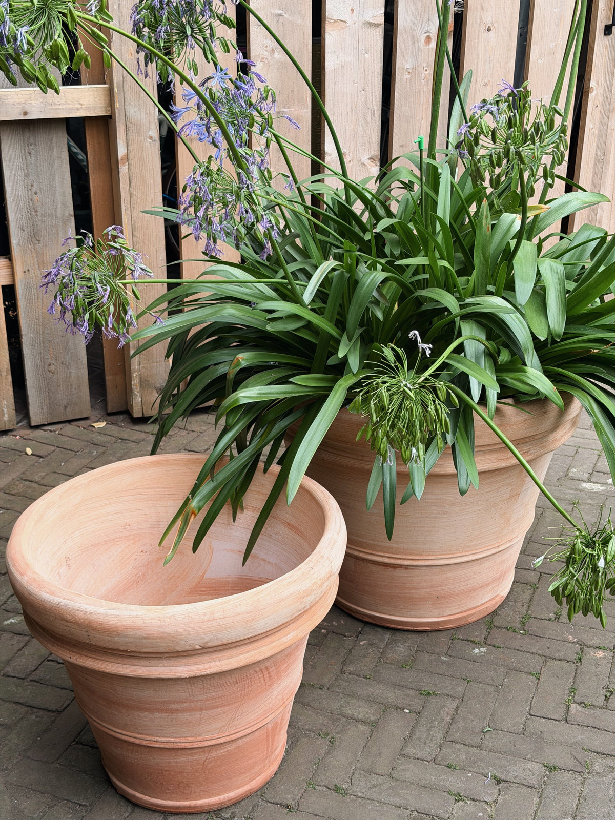 De lege terracotta pot van dichtbij met zichtbare binnenkant, naast de pot met agapanthus