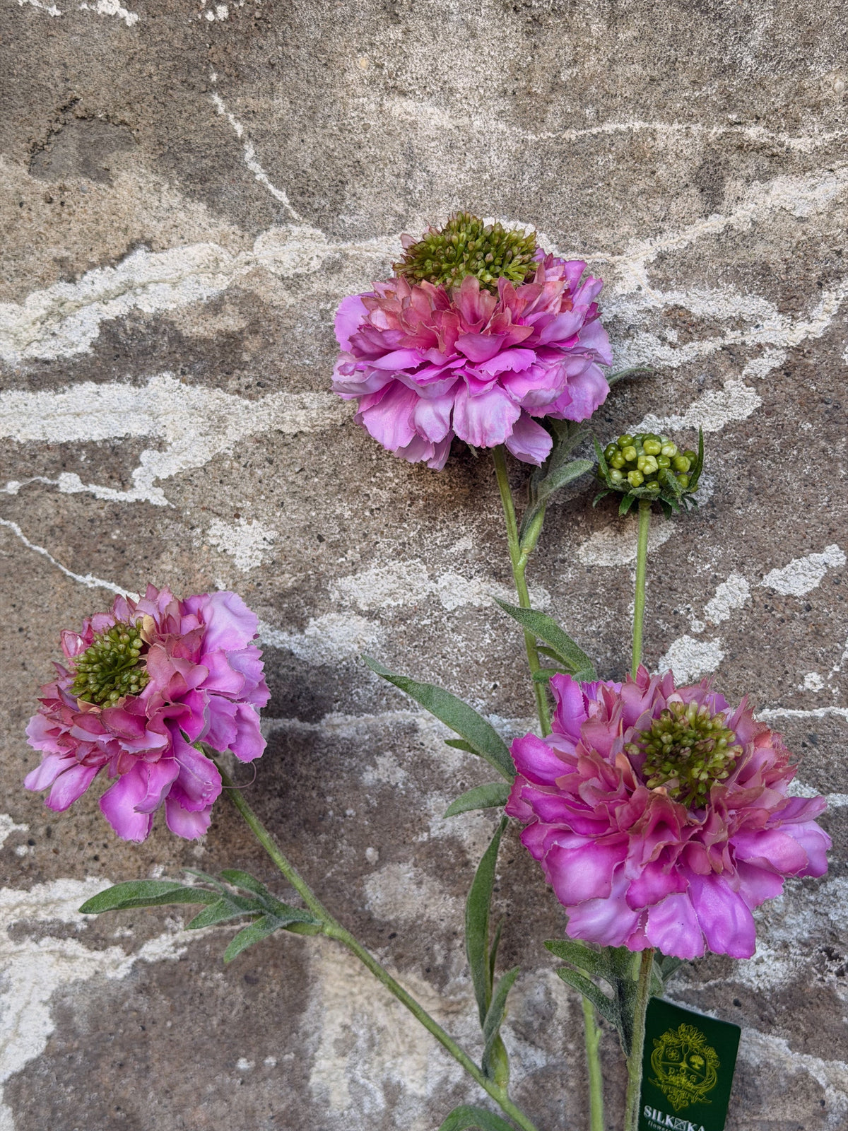 Drie roze zijden scabiosa's met groene knopharten tegen een verweerde betonnen muur