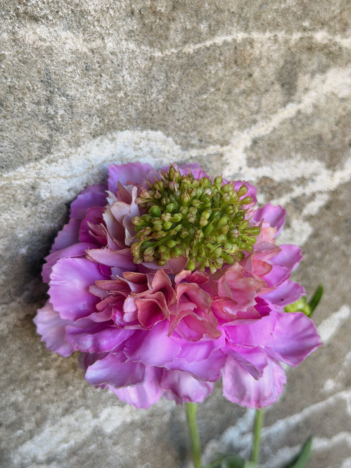 Close-up van één roze scabiosabloem met een dichte krans groene knopjes in het hart