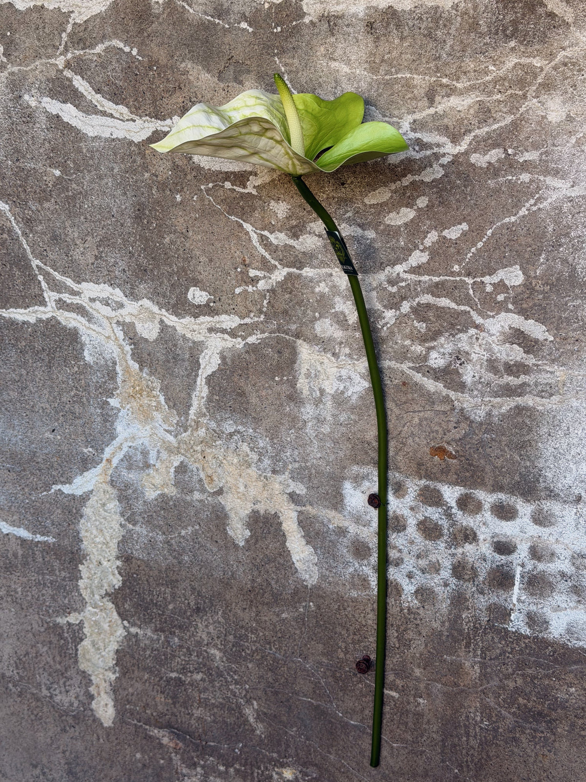 Volledige anthuriumsteel tegen betonmuur: lange gebogen groene steel met de bloem bovenaan