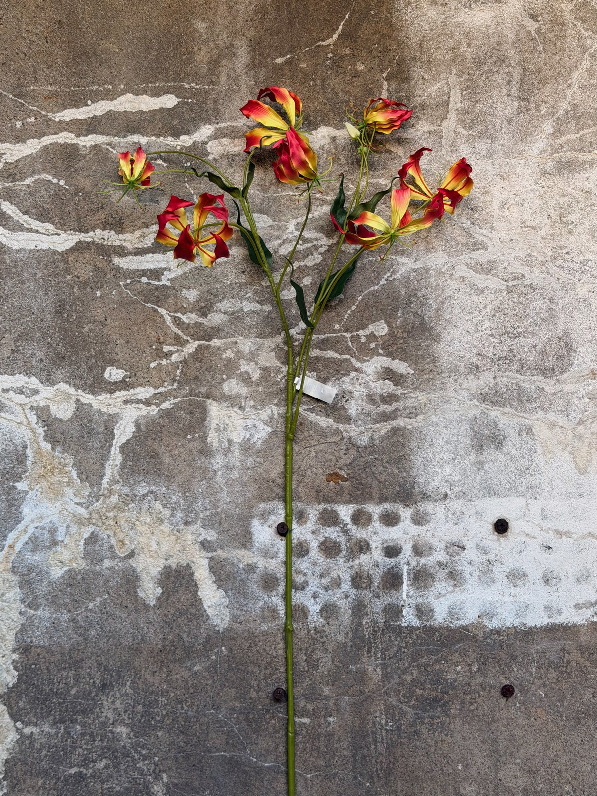 Volledige tak met lange kale groene steel en een tros rood-gele bloemen bovenin