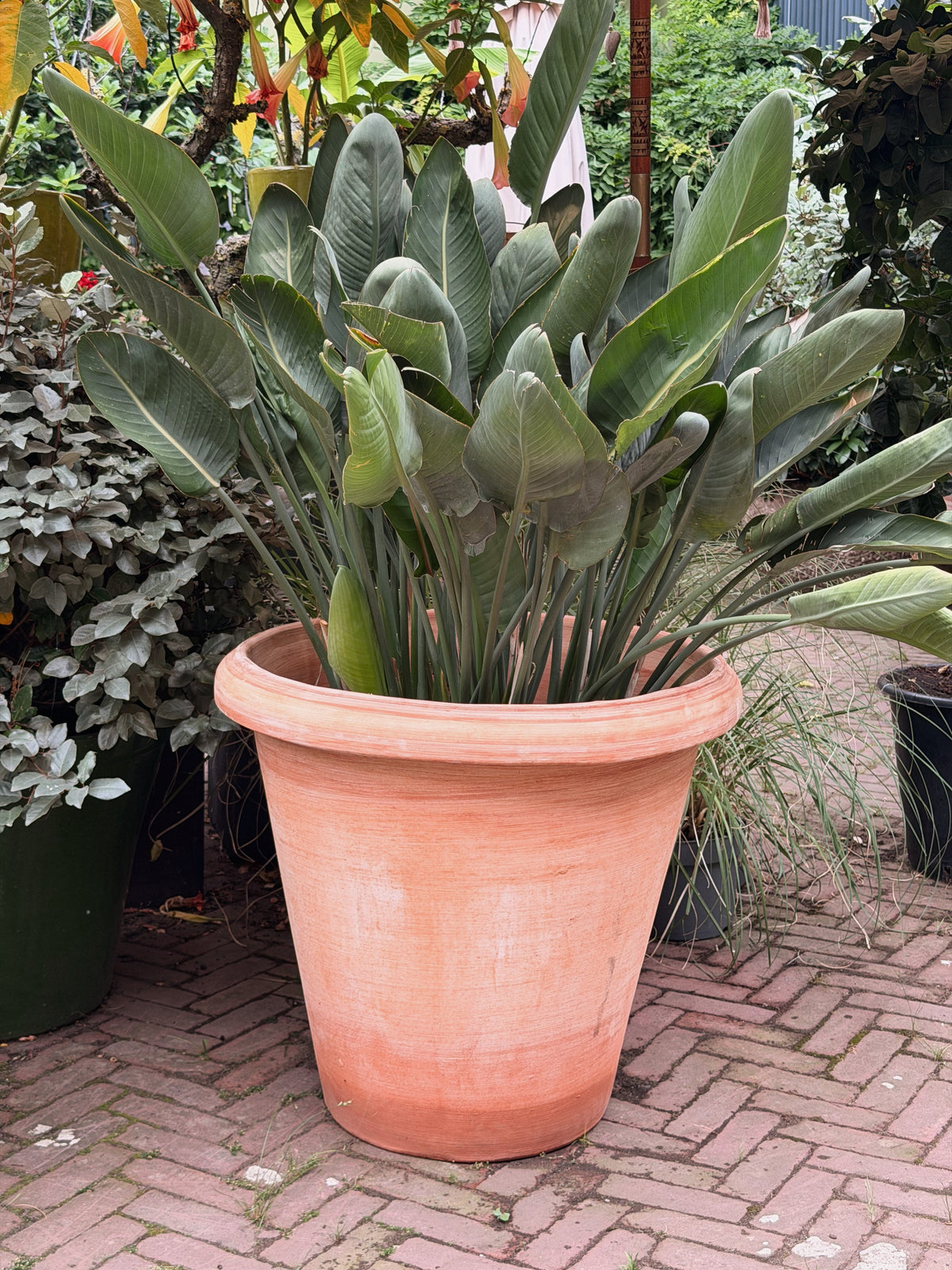 Grote terracotta pot met een forse groene bladplant op een klinkerpad tussen andere tuinplanten