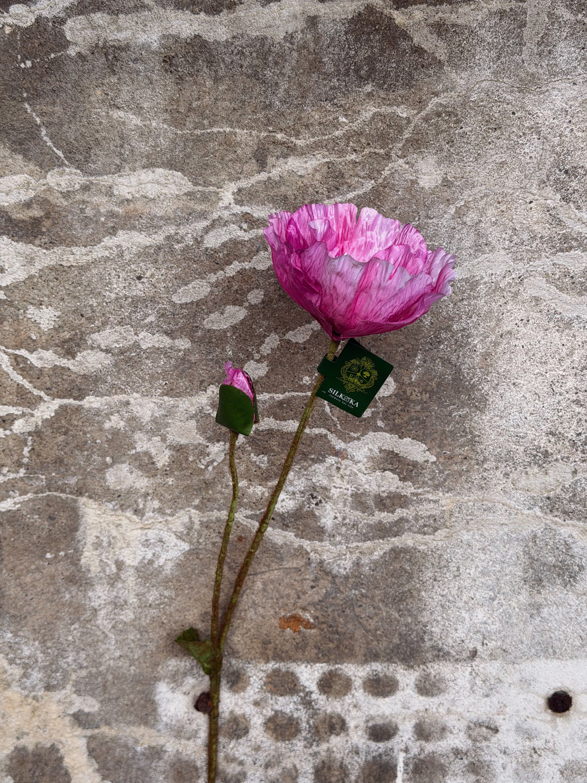 Roze klaproos met knop en hanglabel, liggend op een grijze betonnen ondergrond
