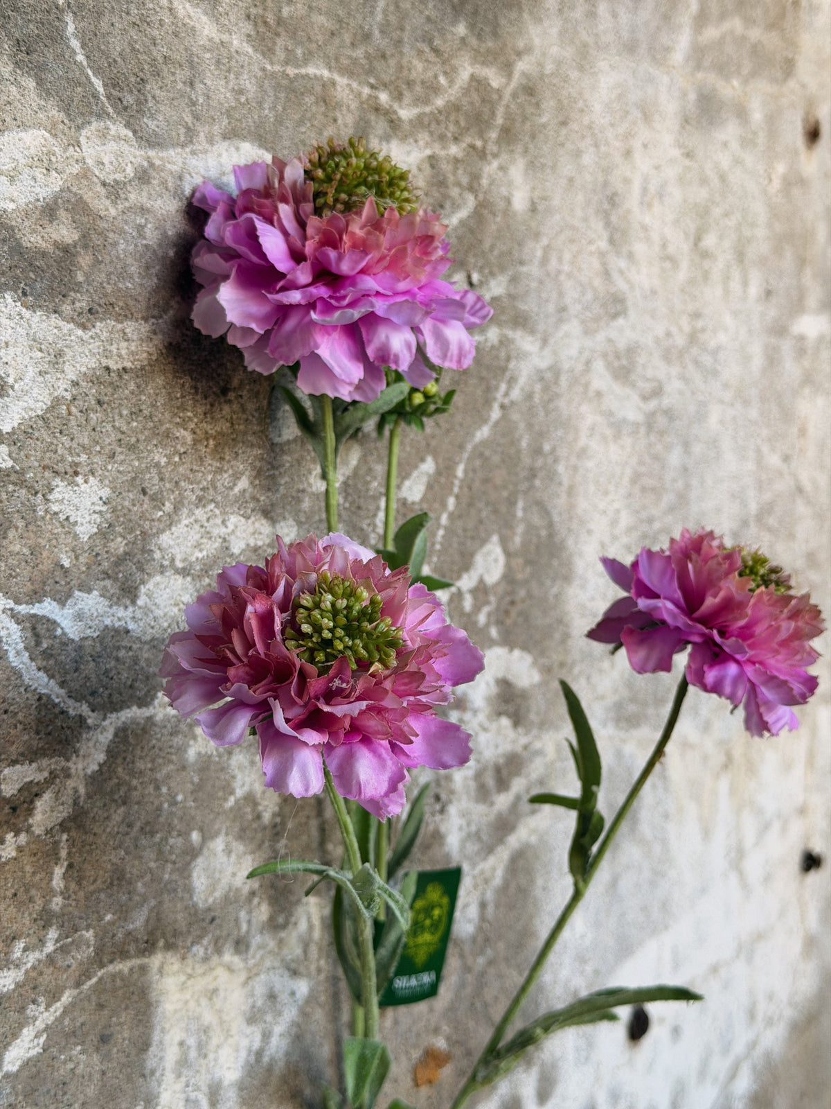 Zijden scabiosatak rechtop tegen een betonnen muur, drie roze bloemen en een groen label