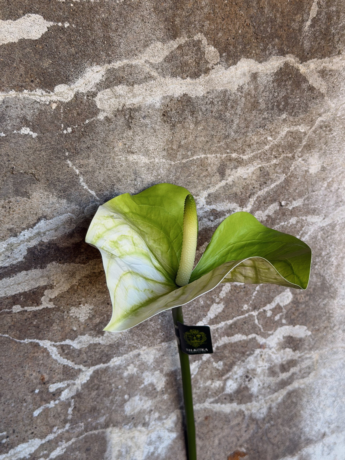 Anthurium met groen-wit gemarmerd schutblad en lichtgroene kolf op een stevige groene steel