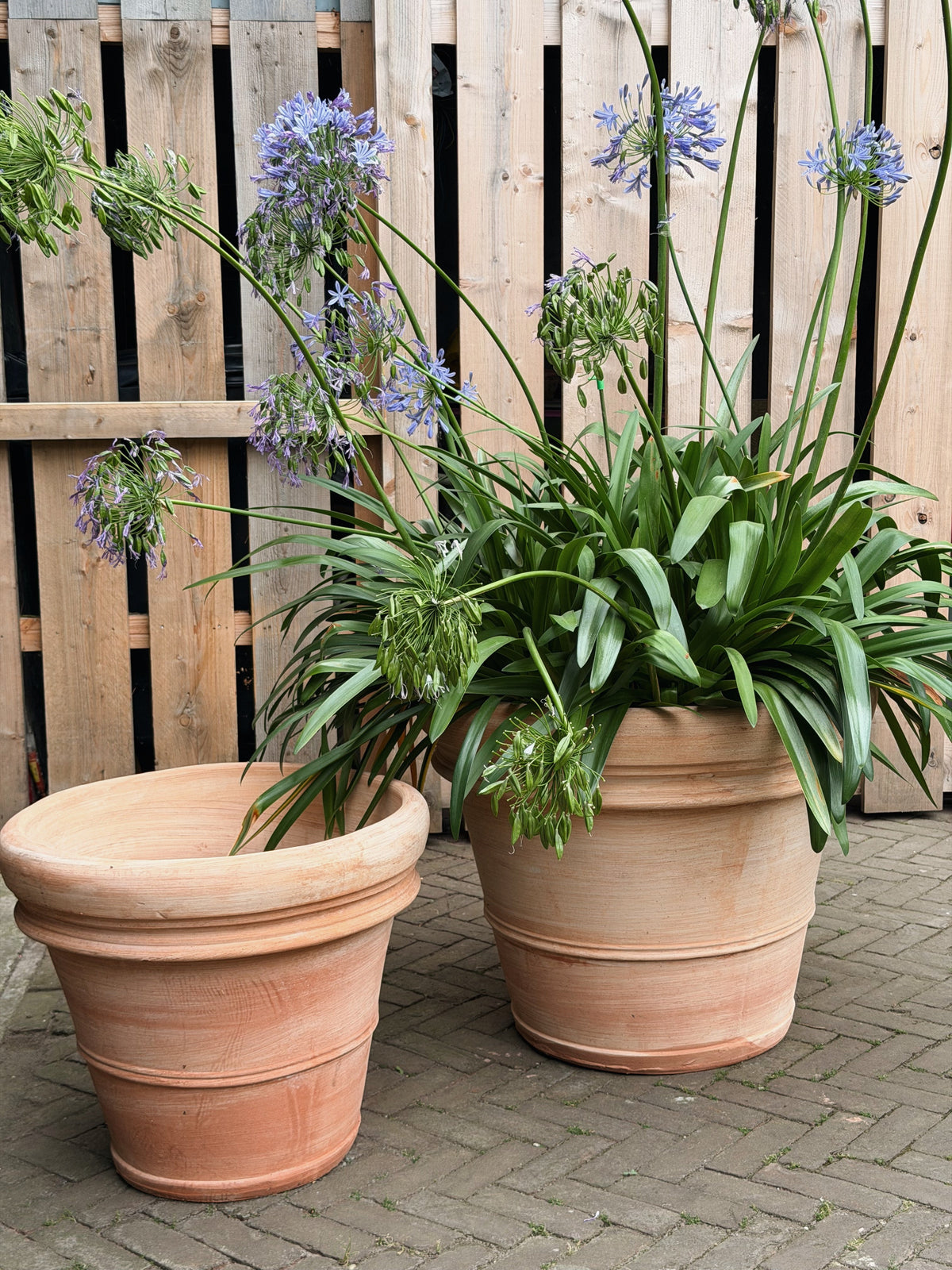 Twee terracotta potten met brede rand, één beplant met blauwe agapanthus, bij een houten schutting