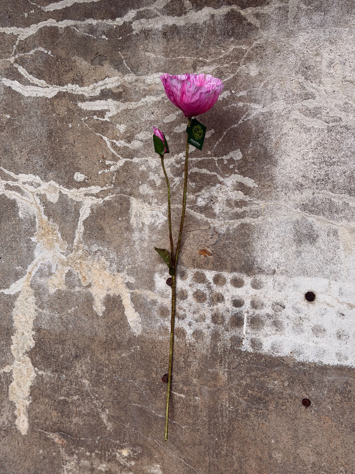 Volledige steel van de roze klaproos met knop en lange stengel tegen verweerd beton