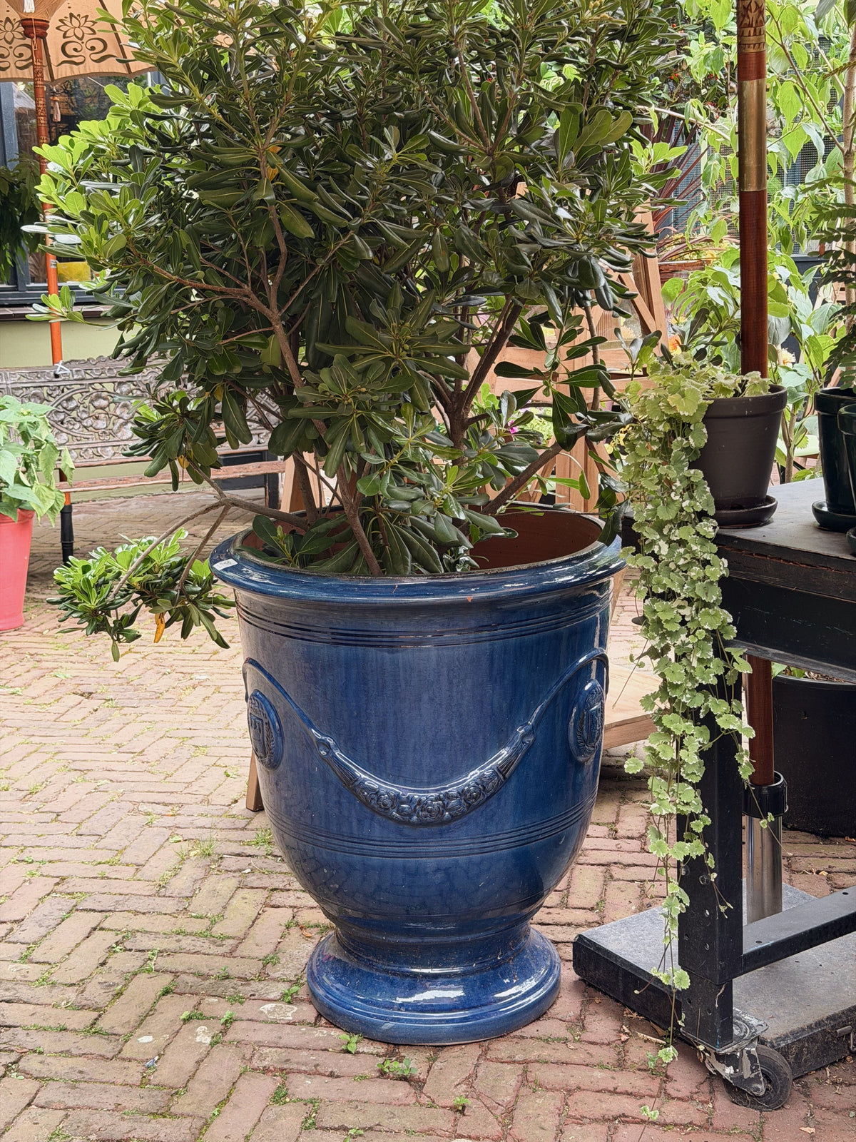 Diepblauw geglazuurde Anduze-pot met guirlandereliëf en medaillon, beplant met een groen boompje