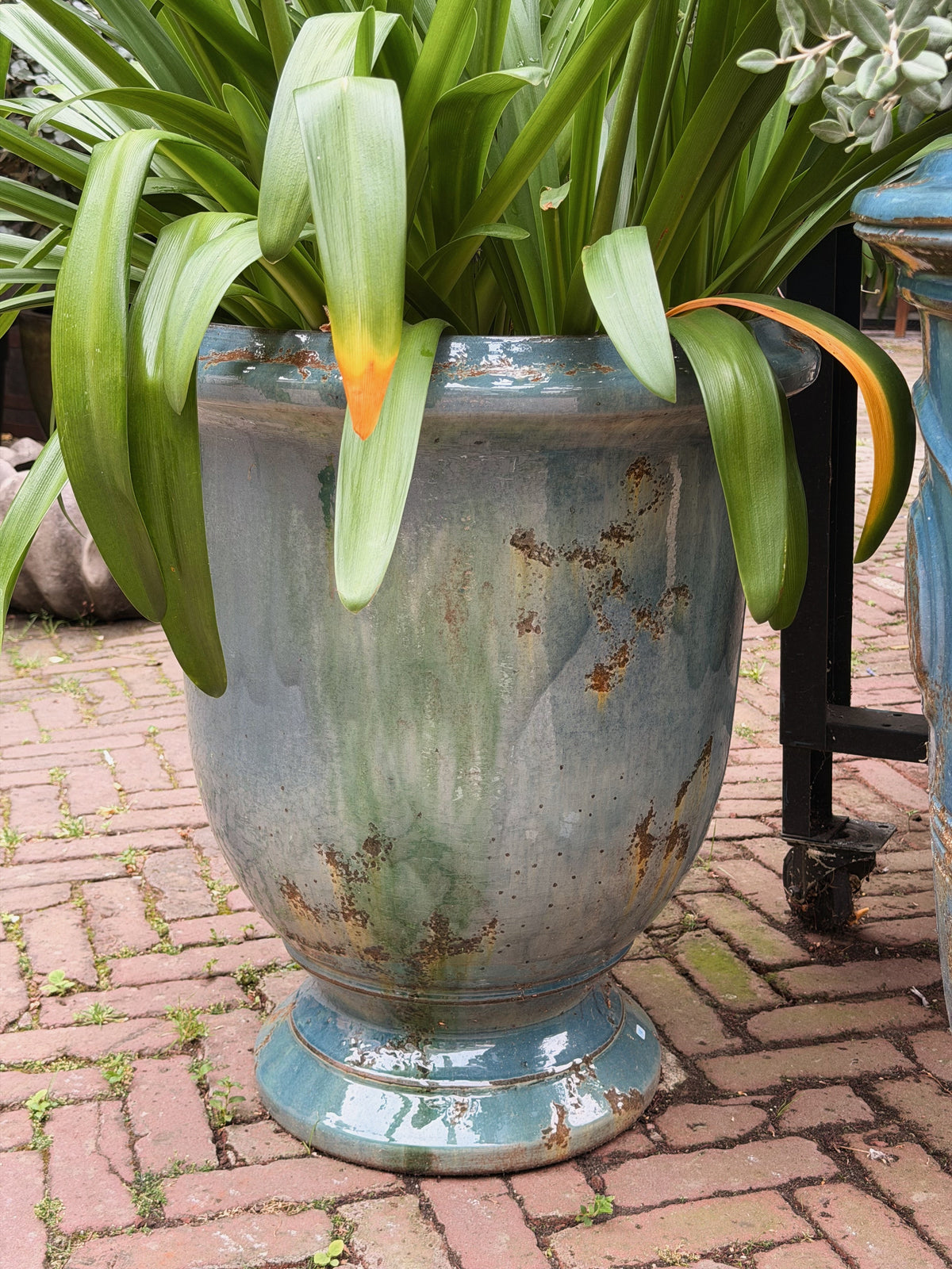 Groenblauwe geglazuurde pot met overhangend agapanthusblad, tweede pot op de achtergrond