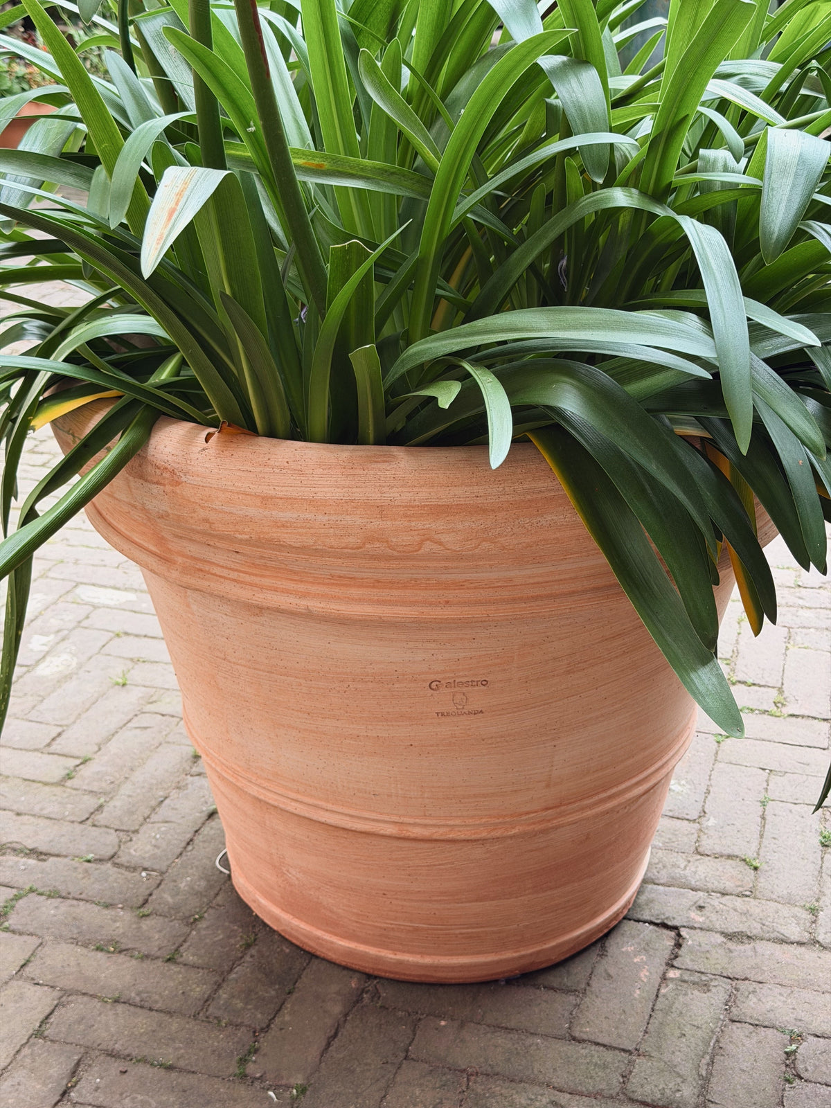 Terracotta pot vol agapanthusblad van dichtbij, met het stempel op de lichte kleiwand
