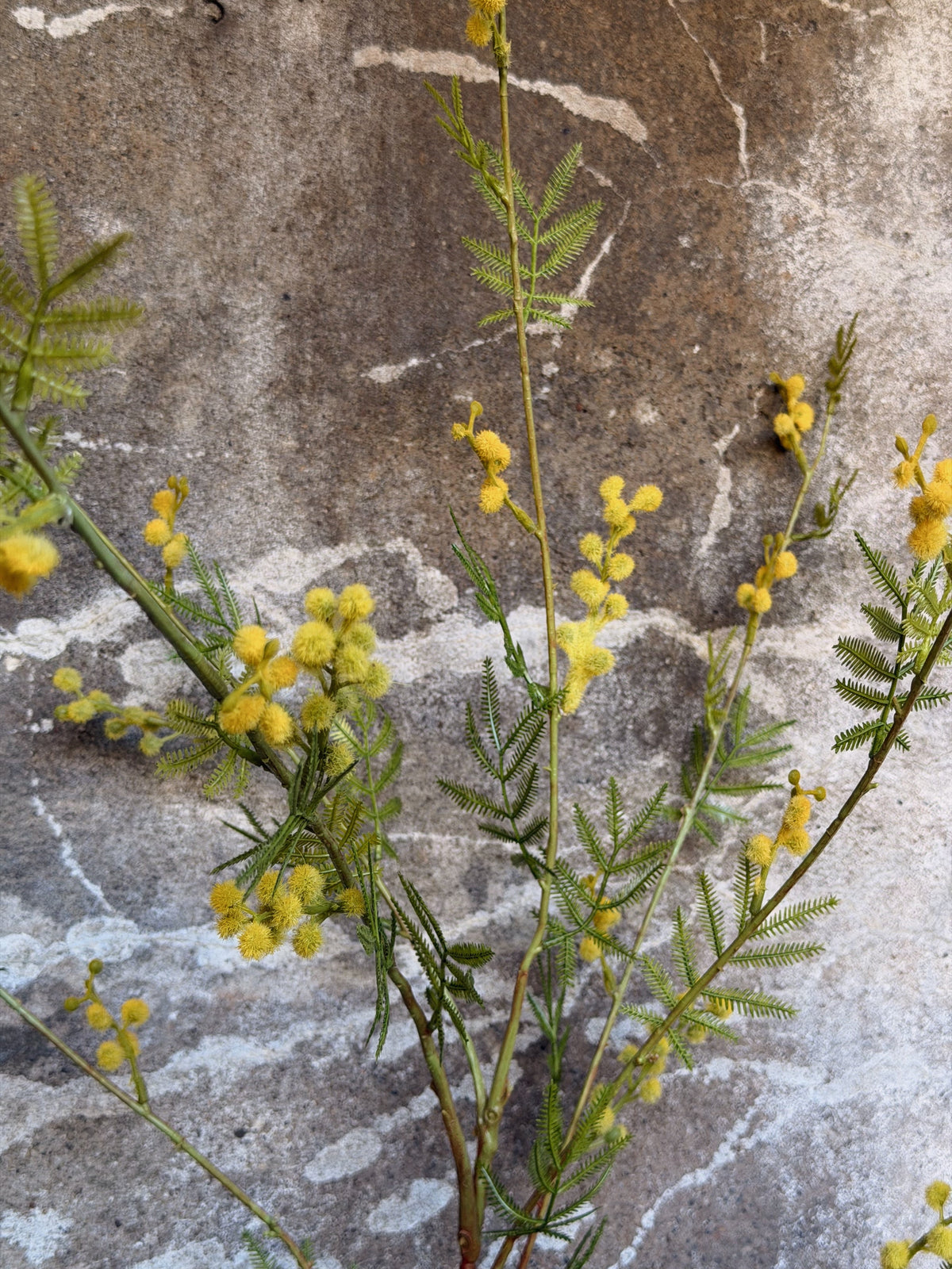 Close-up van gele mimosabolletjes en fijn geveerd groen blad tegen een verweerde betonnen muur