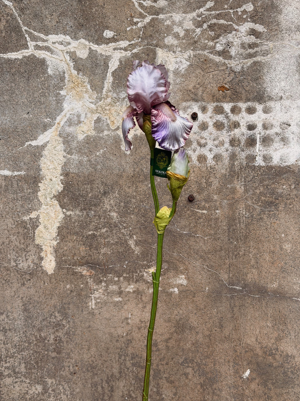 Volledige irissteel op ware lengte met lichtpaarse bloem, knop en lange groene stengel tegen beton