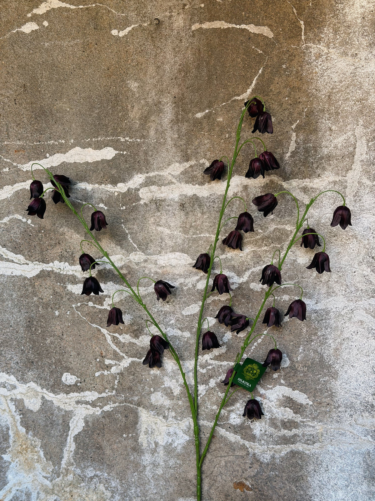 Drie fritillariatakken met tientallen hangende bijna zwarte klokjes aan groene steeltjes